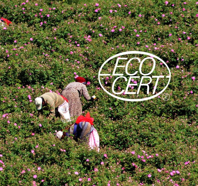 Erçetin holds Ecocert organic rose certificate